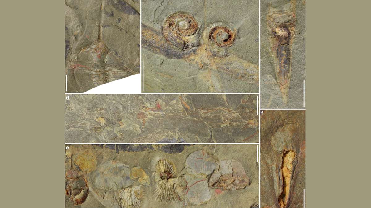They found a site containing thousands of fossils from 470 million years ago