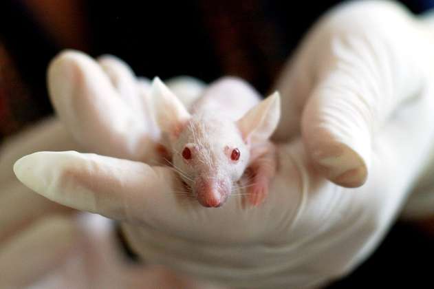 Científicos prolongan la vida de la rata de laboratorio más vieja del mundo