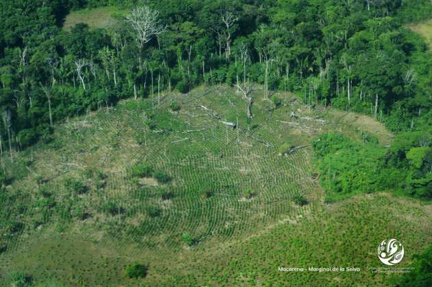 En 2018, Colombia deforestó 197.159 hectáreas de bosque