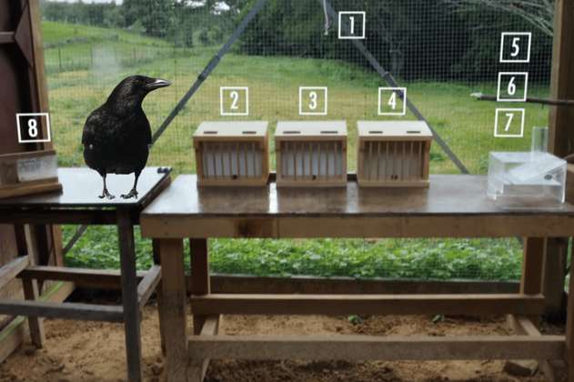 Esta ave es una de las cuatro especies que puede hacer herramientas para alimentarse