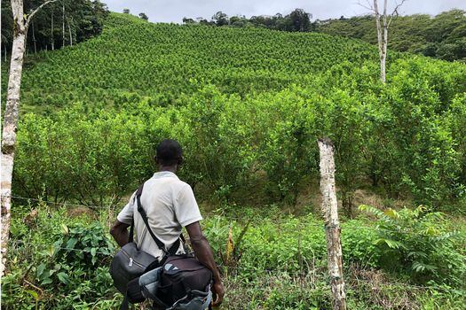 En la zona de cordillera de Nariño, según cifras de Naciones Unidas, hay cerca de 3.000 hectáreas de coca. / Sebastián Forero Rueda