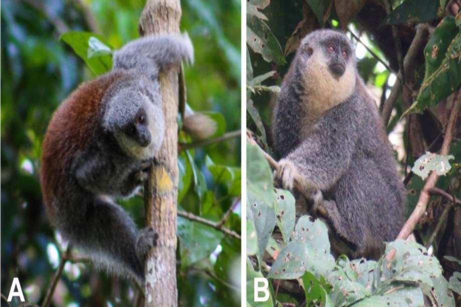 Foto del titi Mato Grosso tomada de la investigación publicada en Primate Conservation.