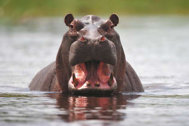 Este es el plan que prepara el Minambiente para enfrentar el problema de los hipopótamos