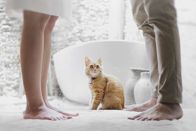 ¿Los gatos prefieren a los hombres o a las mujeres? Esto dice la ciencia
