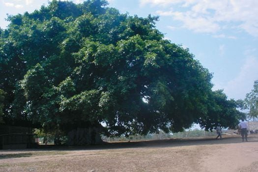 Árbol de caucho, finca El Palmar (San Onofre, Sucre).