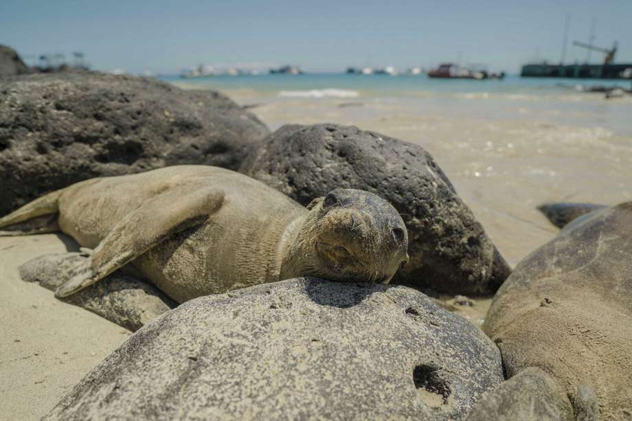 La Reserva Marina de Galápagos tiene más de 3.500 especies, 25% de las cuales son organismos marinos endémicos, y 24 especies de mamíferos