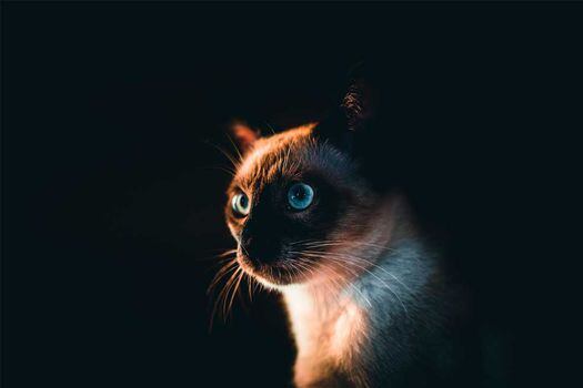 Gato siamés: conoce algunas curiosidades de esta raza de gatos
