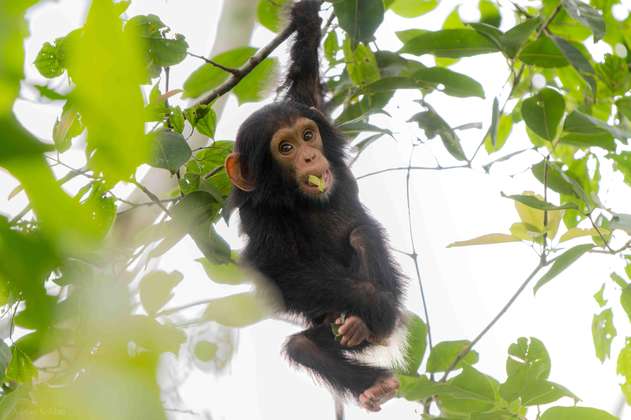 Los chimpancés usan hojas para comunicarse (y ‘coquetear’) en distintos dialectos 