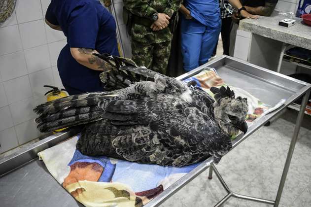 Rescatan a águila arpía que, al parecer, fue herida con un arma de fuego en Caquetá