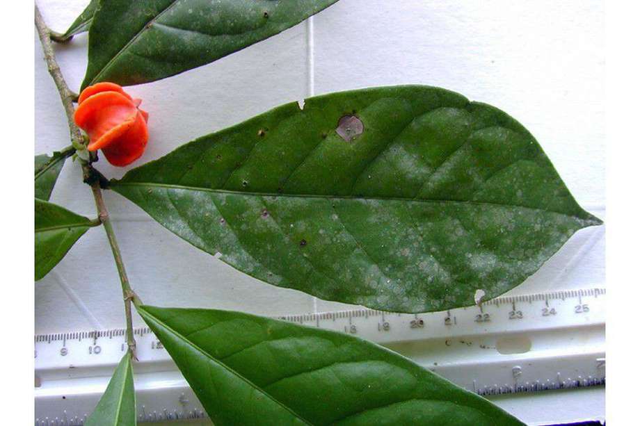 Esta es la planta Aenigmanu alvareziae que fue encontrada en la selva amazónica peruana.