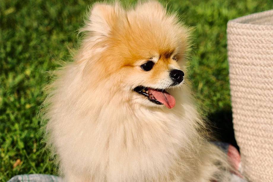 Pomerania: características y cuidados de esta raza de perros