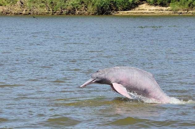 Una expedición para entender cómo salvar a los delfines del Orinoco
