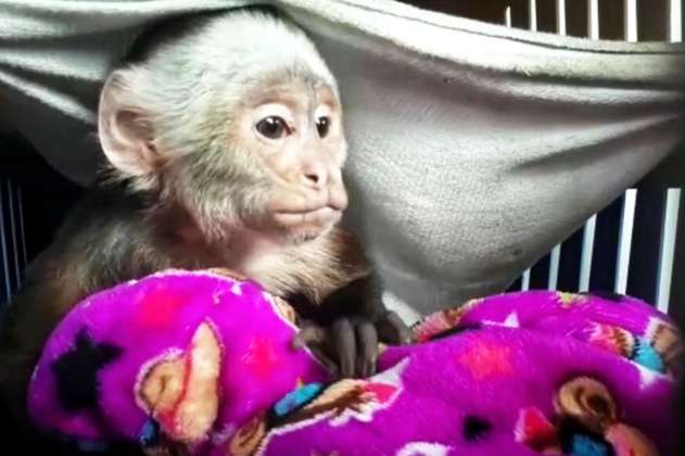 Autoridades rescatan mono cariblanco de una vivienda en el occidente de Bogotá