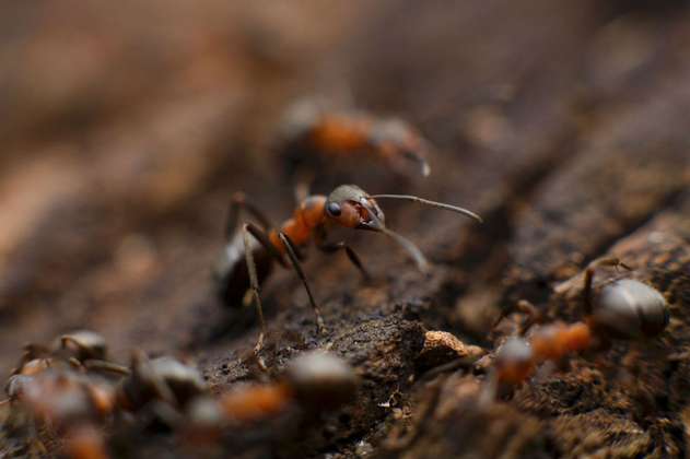 Algunas hormigas tienen enfermeras para las guerreras heridas, según estudio