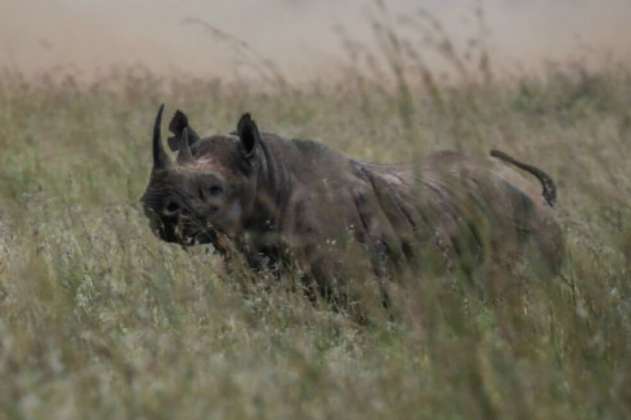 Kenia alerta de la “muerte” del lago Nakuru, famoso por sus rinocerontes y sus flamencos rosados