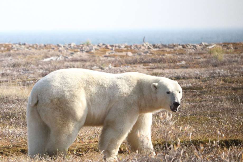 Imagen de un oso polar ("Ursus maritimus") en la región occidental de la bahía de Hudson, Canadá. 