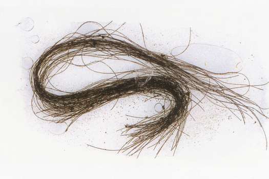 Un mechón de pelo de hace casi 3.000 años bastó para lograr la primera evidencia directa del uso en Europa de drogas.EFE/ AsSOME-Universitat Autònoma De Barcelona. 
