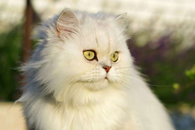 ¿Qué debes saber antes de tener un gato persa en casa?