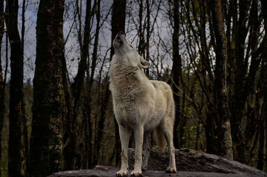 Un equipo de investigadores recogió casi 700 muestras de excrementos y pelo de lobo entre 2015 y 2020. 