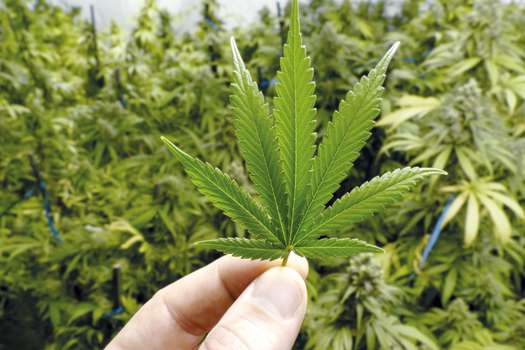 Fiscalía ordenó desconectar servicio de energía en zonas donde cultivan marihuana 