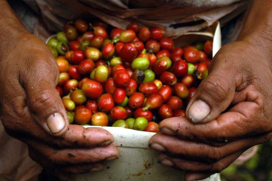 En enero de este año, la producción cafetra del país creció un 3%.