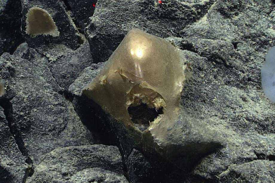“Entre un montón de esponjas blancas, este espécimen liso, dorado y con forma de cúpula, de poco más de 10 centímetros de diámetro, estaba fuertemente adherido a una roca”, dijo la NOAA.