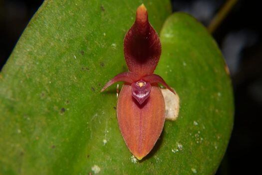 Nueva orquídea Pleurothallis villahermosae.