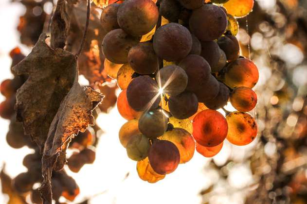 Los compuestos de la uva aumentan la energía de las células renales