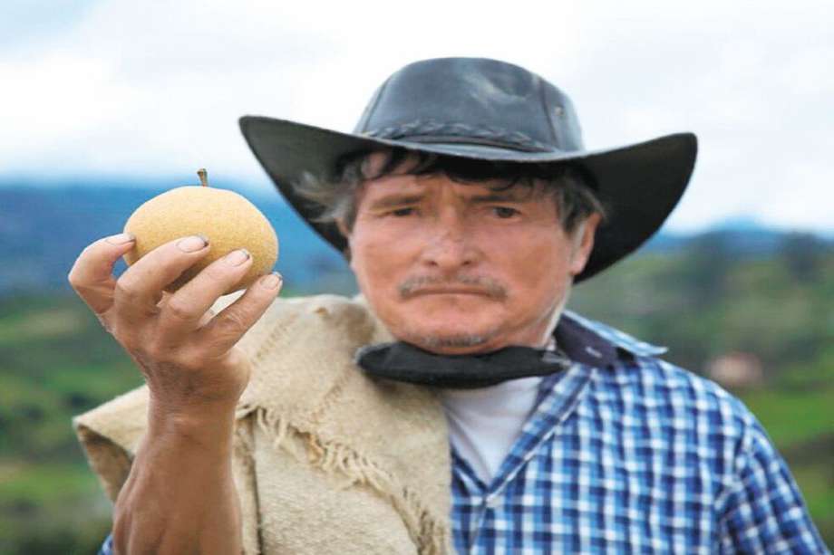 Entre los trueques que se han hecho en Jenesano está el de un intercambio de peras por abono orgánico con la Gobernación de Cundinamarca. / Rafael Santiago Pulido