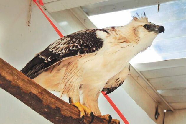 El águila (casi extinta) que murió a manos de Corpocesar