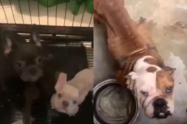Buenas noticias: rescatan a más de 50 perros de un criadero clandestino en Medellín