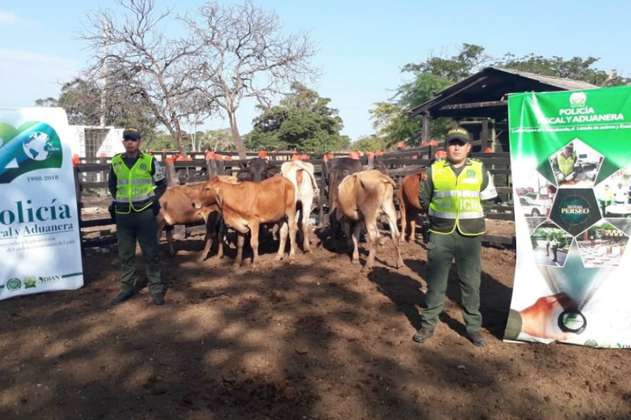 Autoridades incautan 13 bovinos de contrabando en La Guajira