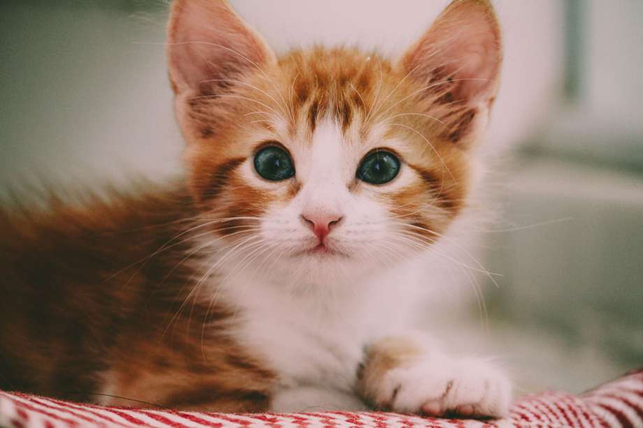El Instituto de Protección y Bienestar Animal (IDPYBA), recomienda desparasitar al gato 15 días antes de comenzar el esquema de vacunación. 