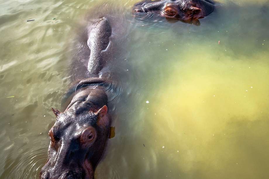 En Colombia,  uno de los países más biodiversos del mundo, hay varias especies invasoras, pero quizá una de las más conocidas y problemáticas son los hipopótamos, que habitan en el Magdalena Medio