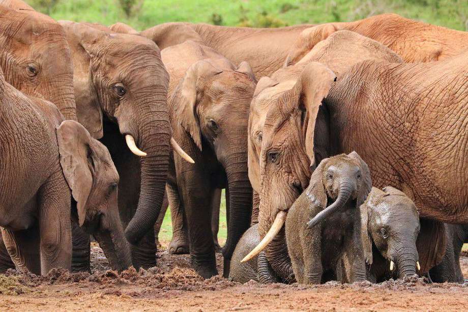 Los autores sugieren que son los elefantes más experimentados son los que tranquilizan al grupo.