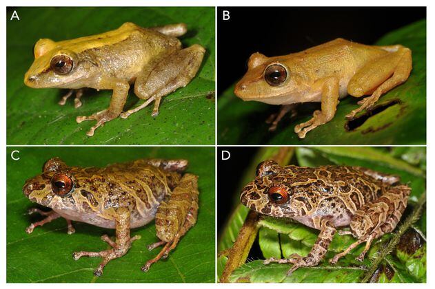 Dos nuevas especies de ranas fueron descubiertas en Colombia