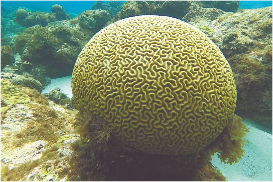 Coral cerebro, de la especie “Pseudodiploria strigosa”, antes de verse afectado por el blanqueamiento.