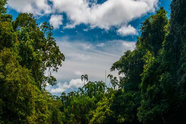 Reforestarán una zona de la Amazonía donde hubo minería ilegal