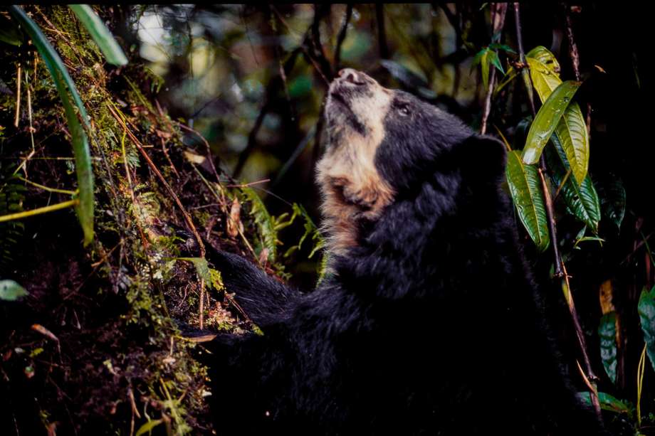 Imagen de referencia. El oso andino o de anteojos es la única especie viva del género Tremarctos. Se distribuye en los Andes, en gran parte de Sudamérica.
