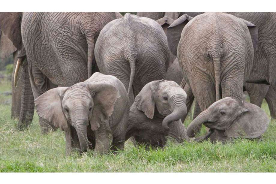 En el Parque Nacional Gorongosa la caza furtiva generó que la población de elefantes disminuyera en más del 90%.