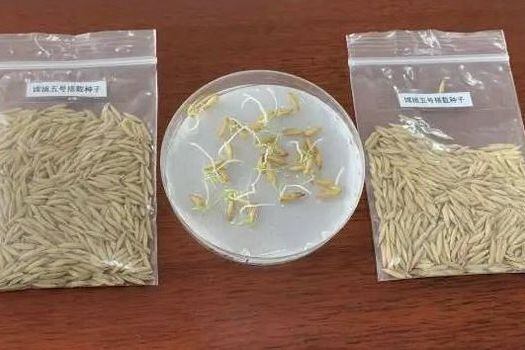Semillas de arroz que han brotado en órbita lunar, según el programa de investigación lunar chino.