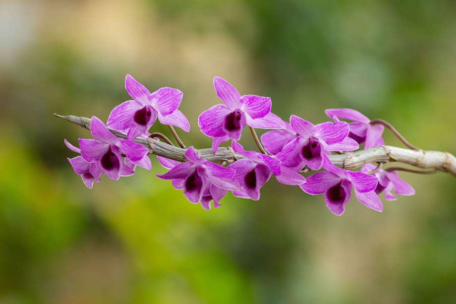 La orquídea es una de las especies de plantas representativas de Colombia, con cualidades medicinales.