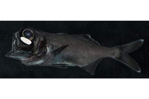 Fotografía del pez ojo de linterna. / David Gruber