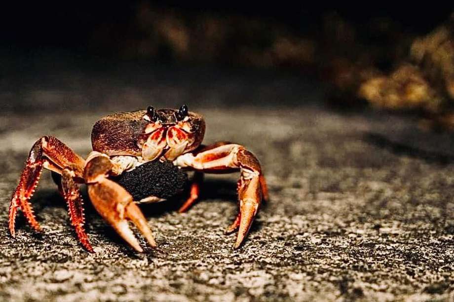 El Cangrejo Negro o Black Land Crab de la familia Gecarcinus Ruricola, ha sido un componente importante en la gastronomía y tradición Isleña. /Coralina