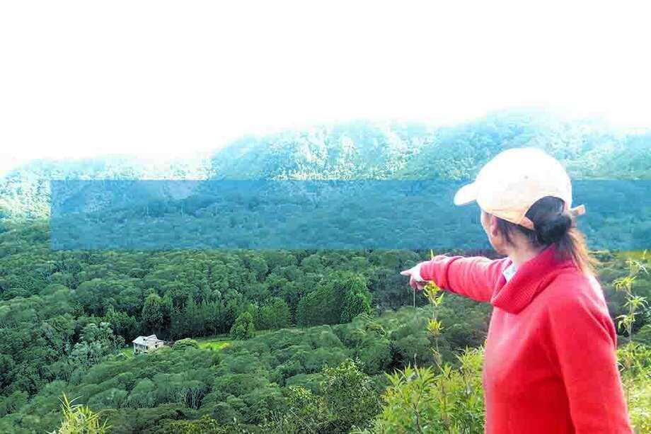 Bosque en el sector de Floresta de La Sabana, en el extremo norte de los cerros orientales de Bogotá.  / Verónica Téllez Oliveros