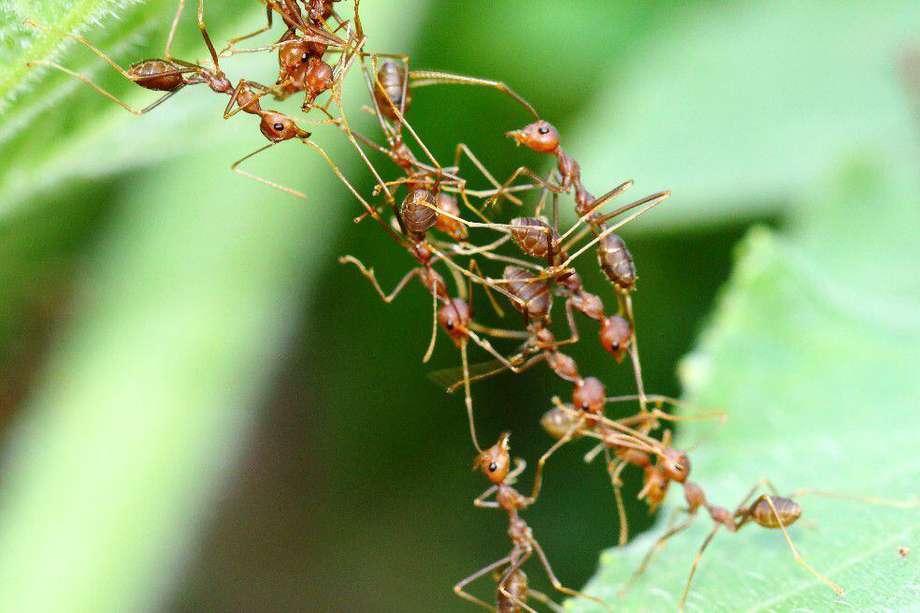Si una hormiga se angustia o se excita, todo el hormiguero experimentará la misma sensación de manera simultánea.