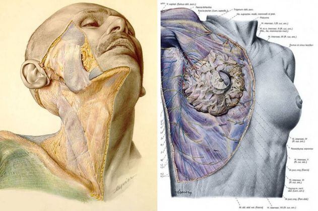 El manual de anatomía nazi que todavía es consultado por cirujanos
