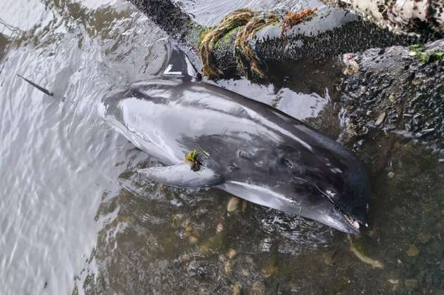 Encuentran delfines muertos cerca del vertido de petróleo en la isla Mauricio
