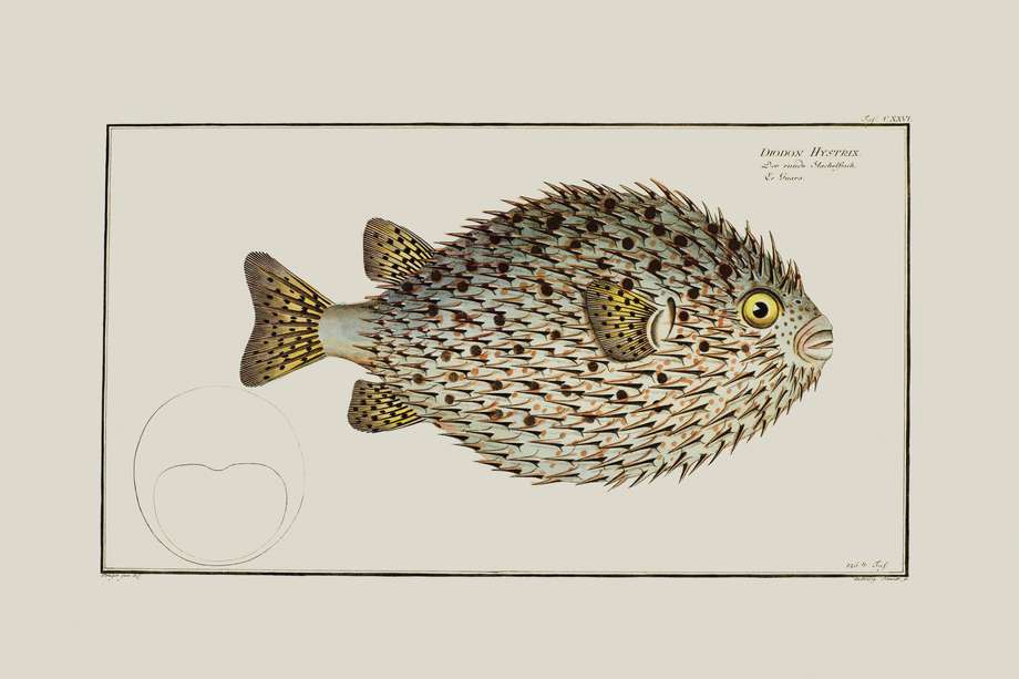 Los peces puercoespín son pequeños y de cuerpo ancho, con ojos grandes, dientes en forma de pico y pieles con espinas, de ahí el nombre.