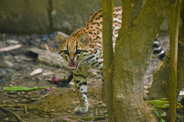 Roban seis animales de un zoológico en Boyacá. Ofrecen recompensa por información